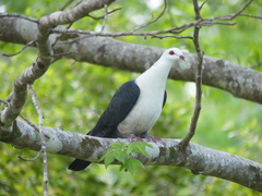Columba leucomela