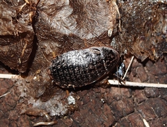 Blaberoidea