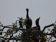 Phalacrocorax fuscicollis