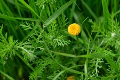 Anacyclus valentinus