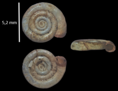 Anisus leucostoma