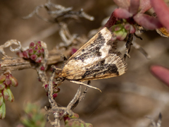 Lepidoptera