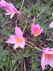 Zephyranthes robusta