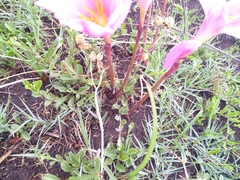 Zephyranthes robusta