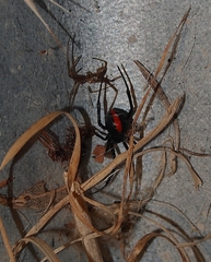 Latrodectus hasselti