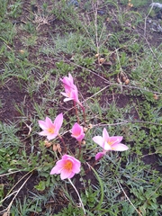 Zephyranthes robusta