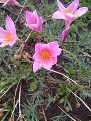 Zephyranthes robusta
