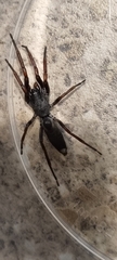 Lampona cylindrata