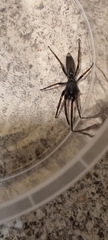 Lampona cylindrata