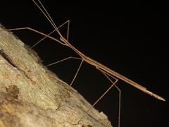 Sipyloidea larryi