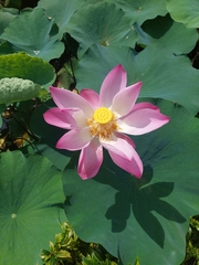 Nelumbo nucifera
