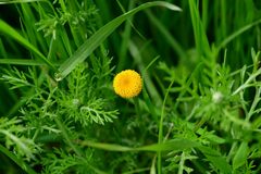 Anacyclus valentinus