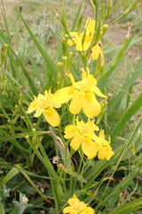 Moraea ramosissima