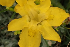 Moraea ramosissima