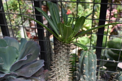 Pachypodium lamerei