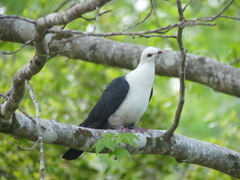 Columba leucomela