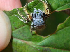 Phidippus mystaceus