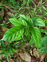 Polyscias diversifolia