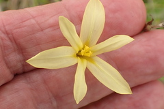 Moraea collina