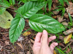 Polyscias diversifolia