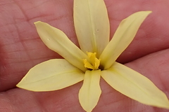 Moraea collina