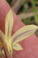 Moraea collina