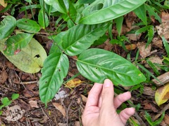 Polyscias diversifolia