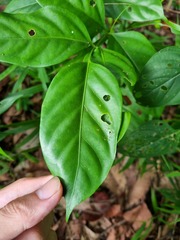 Polyscias diversifolia