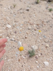 Cotula discolor