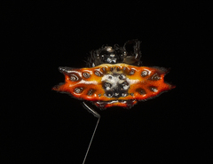 Gasteracantha quadrispinosa