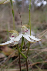 Caladenia cucullata
