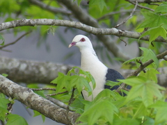 Columba leucomela