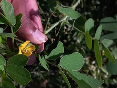 Senna uniflora
