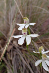 Caladenia cucullata