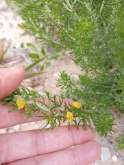 Aspalathus subtingens