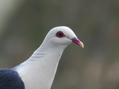 Columba leucomela