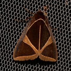 Agamana conjungens