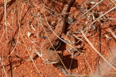 Ctenophorus isolepis