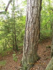Pinus nigra pallasiana