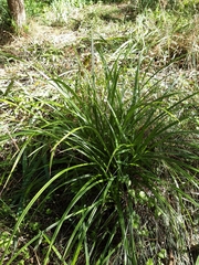 Carex uncinata