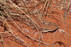 Ctenophorus isolepis