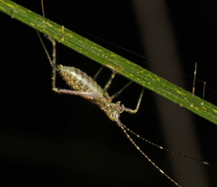 Phricta spinosa
