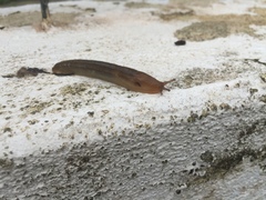 Ambigolimax valentianus