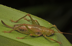 Austrosalomona destructor