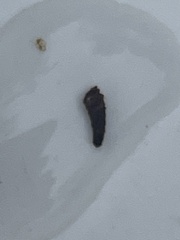 Oecetis