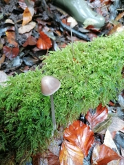 Mycena robusta