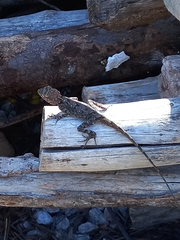 Agamidae