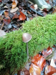 Mycena robusta