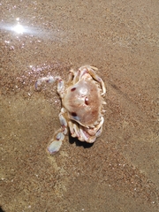 Ovalipes trimaculatus