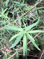 Ozothamnus ferrugineus